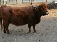 Cow, Highland — photo 6