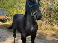 Madyan, Percheron — foto 2