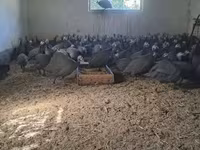 Guinea fowl — foto 3