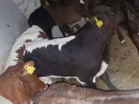 Bik, Simmental cattle — fotografija 4