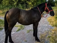 母马, Horses — 照片 2