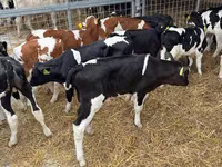 Bull, Simmental cattle — photo 3