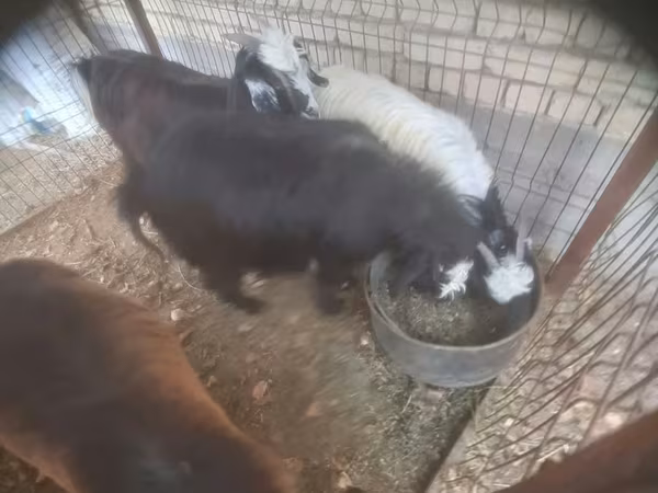 Cabra, Cabras