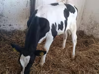بقرة, Russian Black pied cattle — الصورة 1