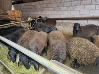 Ovan, Edilbay sheep — fotografija 2