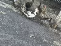 Ducks — fotografija 7