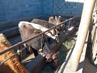 雄牛, Swiss cattle — 写真 2