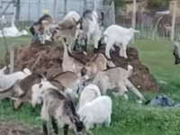 公山羊, Goats — 照片 1