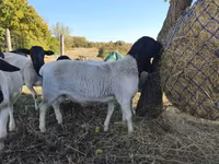 雄羊, Dorper sheep — 写真 6