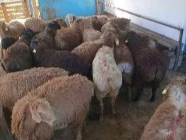 Carnero, Kazakh fat-tailed coarsewool sheep