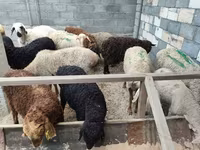 Sheep, Sheep — photo 3