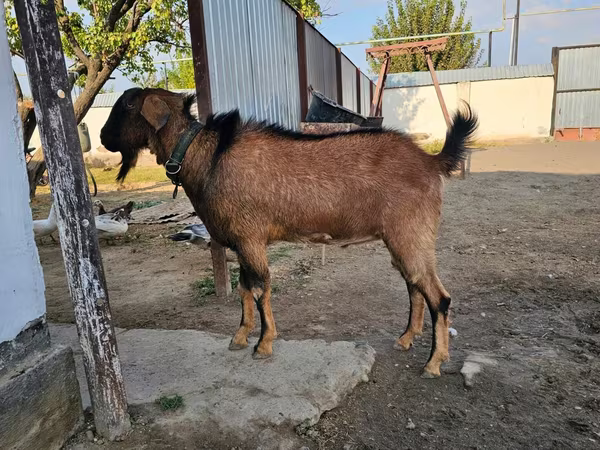 Echki, Echkilar