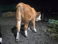 雄牛, Swiss cattle — 写真 4
