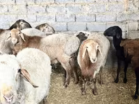 Brebis, Moutons — photo 3