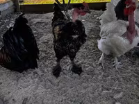Chickens — fotografija 4