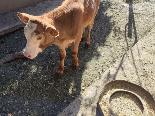Bovins (lot, sexe non indiqué), Simmental cattle