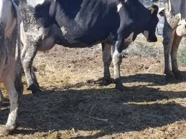Krowa, Russian Black pied cattle — Węgry