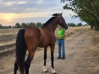Caballo, Caballos — foto 2
