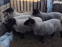 نعجة, White Suffolk sheep — الصورة 2