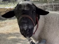 Qoç, Dorper sheep — foto 3
