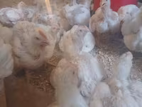 Chickens — Foto 3
