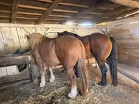 Mare, Horses — photo 2