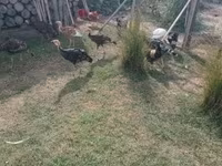 Turkeys — Foto 4