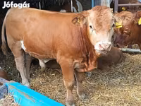 Bovinos (lote, sexo não especificado), Vaca Limousine — foto 1