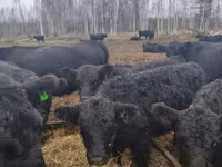 Krowa, Krowa gallowajska — zdjęcie 3