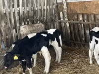 Bulle, Russian Black pied cattle — Foto 5