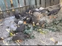 珍珠灰 — 照片 4