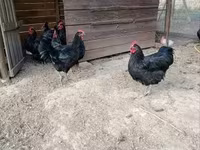 Gallo de pelea de fosa australiano — foto 2