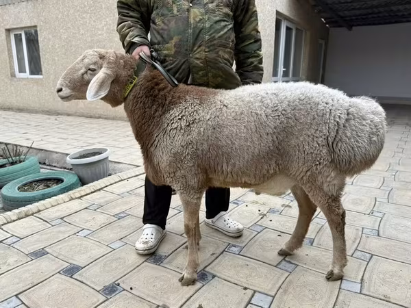 Ovan, Овце