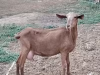 Cabra, Cabras — foto 2