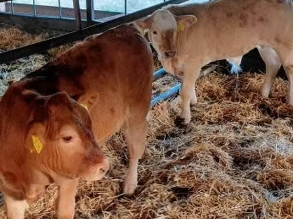 Rinder (Partie, Geschlecht nicht angegeben), Limousin-Kuh