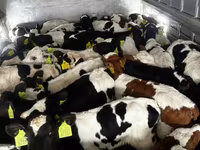 Goveda (partija, pol nije naveden), Russian Black pied cattle — fotografija 2