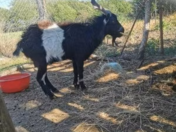 Cabro, Pomellata goat