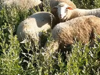 Ovan, Merino sheep — fotografija 3