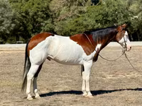 Koń, American paint horse — zdjęcie 1