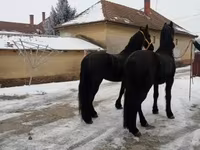 Hengst, Friesian — Foto 7