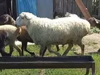 Bélier, Rhon sheep — photo 4