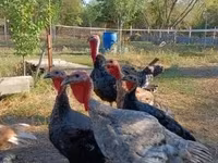 Turkeys — fotografija 3