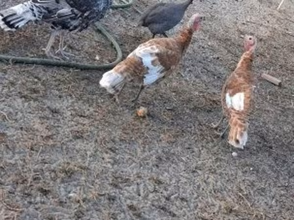 Turkeys