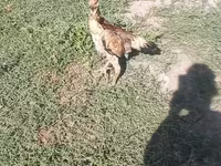 Chickens — fotografija 1