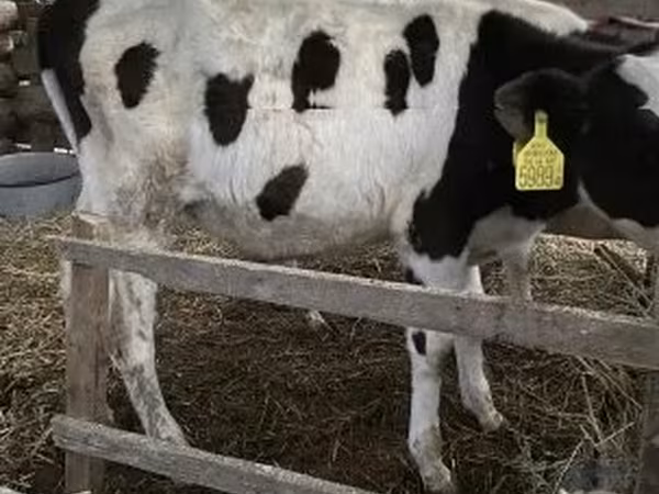 Taureau, Race Holstein