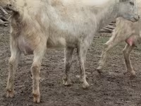 Коза, Saanen goat — фото 7