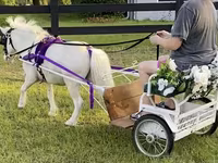 Pastuv, Miniature horse — fotografija 2
