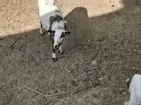 Қошқар, Cameroon sheep — 4-сурет