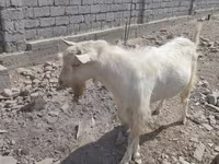 Kozioł, Saanen goat — zdjęcie 4