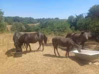 雌馬, Hucul pony — 写真 2